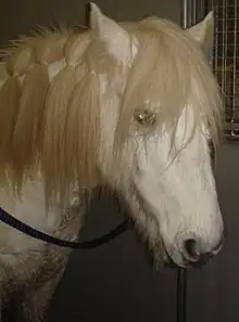 Tête d'un poney blanc avec de longs poils.