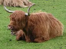 Vache Highland