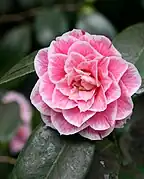 Fleur de Camellia japonica 'Hikarugenji'.