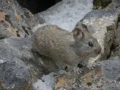 Ochotona himalayana