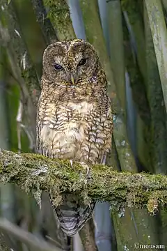 Description de l'image Himalayan Wood Owl.jpg.