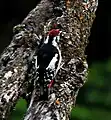 Mâle sur un tronc d'arbre, Bhandakthaatch (Kullu-Manali)