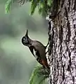 Femelle sur un tronc d'arbre, Guna Pani