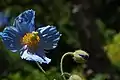 Fleur du Meconopsis betonicifolia