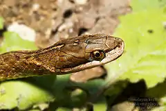 Description de l'image Himalayan keelback Amphiesma platyceps by Ashahar alias Krishna Khan.jpg.