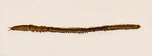 Himantarium gabrielis (Himantariidae).