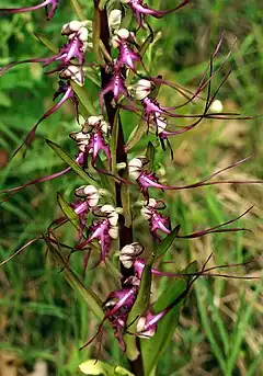 Himantoglossum caprinum.