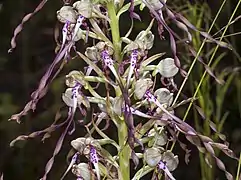 Inflorescence de l’Orchis bouc, caractéristique par son labelle en lanière et son odeur de bouc