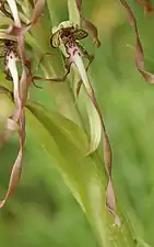 Labelle taché en ruban torsadé d'Himantoglossum hircinum