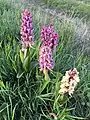 Fleurs d'Himantoglossum robertianum diverses colorations