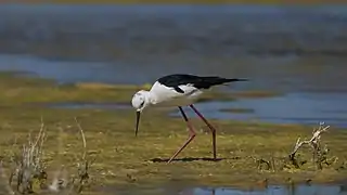 Himantopus himantopus