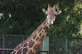 La girafe