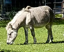 Animal quadrupède de couleur gris clair, qui semble de petite taille avec le nez dans l'herbe.
