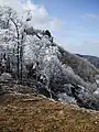 Arbres avec gelée au sommet du mont Hinokizuka Okumine
