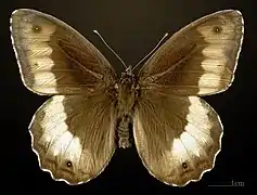 ♂ Face dorsale MHNT