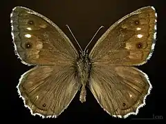 ♂ Face dorsale MHNT