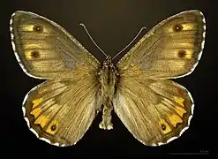 ♂ Face dorsale MHNT