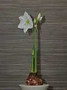 Cultivar d'Hippeastrum au feuillage légèrement différé