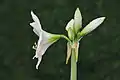 Inflorescence