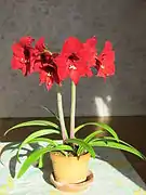 Cultivar d'Hippeastrum, l'« Amaryllis » des fleuristes