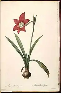 Hippeastrum puniceum 1802-1815.