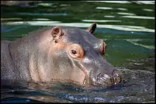 photo d'une tête d'hippopotame.