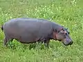 Hippopotame.