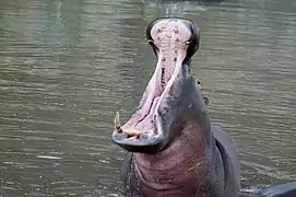 « Bâillement » caractéristique d’un hippopotame.