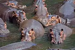 Troupeau d'hippopotames en baignade