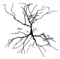 Une cellule pyramidale de l'hippocampe cervical.