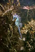 Hippocampe de l'aquarium de Vannes.