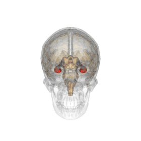 Les cellules de lieu sont situées dans l'hippocampe, une structure cérébrale située dans le lobe temporal médian du cerveau.