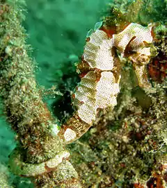 Hippocampus alatus