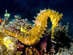 Description de l'image Hippocampus hystrix (Spiny seahorse) yellow.jpg.