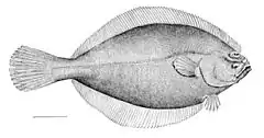 Flétan nain (Hippoglossoides platessoides, is: Skrápflúra)