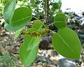 Feuilles et inflorescence, Guadeloupe.