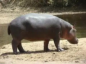 Hippopotame au parc national de la Bénoué en 2019.