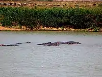 Hippopotames dans le lac de Maga.