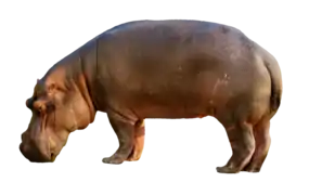 Hippopotamus amphibius