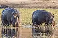 Hippopotamus amphibius (hippopotames); leur présence favorise le développement de colonies de poissons et d'oiseaux d'eau.