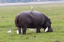 Héron garde-bœufs perché sur un hippopotame au Botswana.