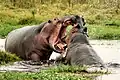 Combat d'hippopotames.