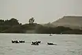 Hippopotames dans le fleuve Niger au sud de Kouré.