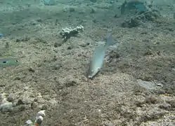 Un poisson-perroquet jaune (Hipposcarus harid) en phase initiale.