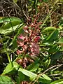Inflorescence  d’Hirtella racemosa