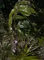 Inflorescence  d’Hirtella racemosa proche de Big Rock Falls (Mountain Pine Ridge Forest Reserve (en), Bélize)