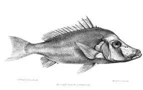 Paristiopterus labiosus