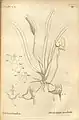 Dendrobium arachnites Thouars, 1822