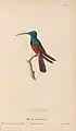Oiseau-mouche harlequin (Troquilus multicolour)