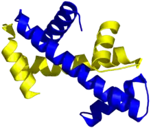 Structure tridimensionnelle de deux domaines histone-fold associés selon le motif de la poignée de main